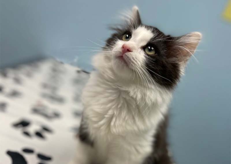 Carousel Slide 9: Cat Veterinary Care, St. Charles