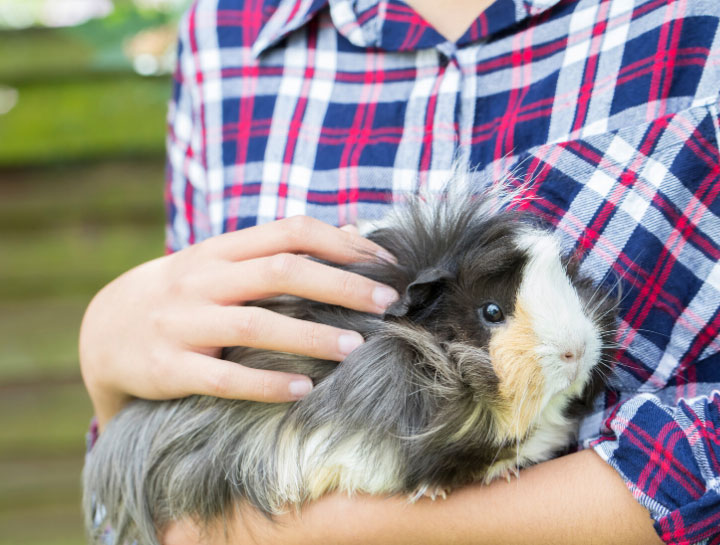 St. Charles Small Animal Veterinarian