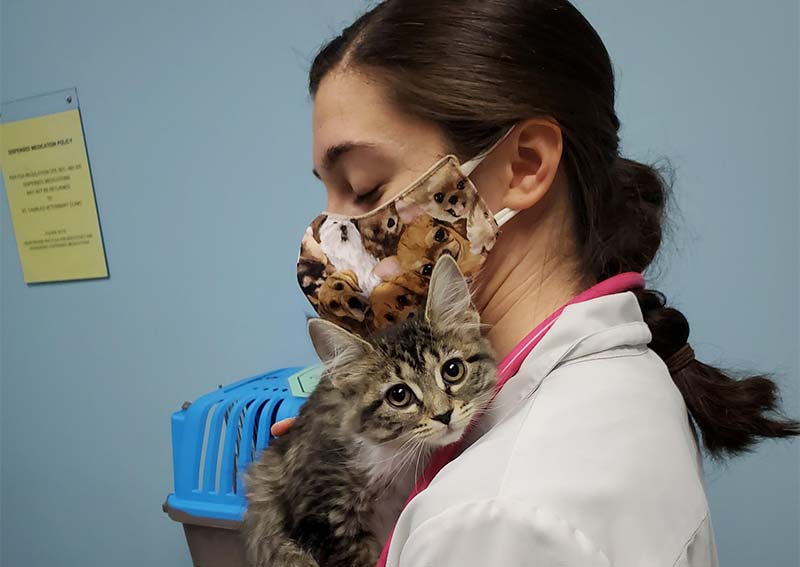 Cat Veterinary Care, St. Charles