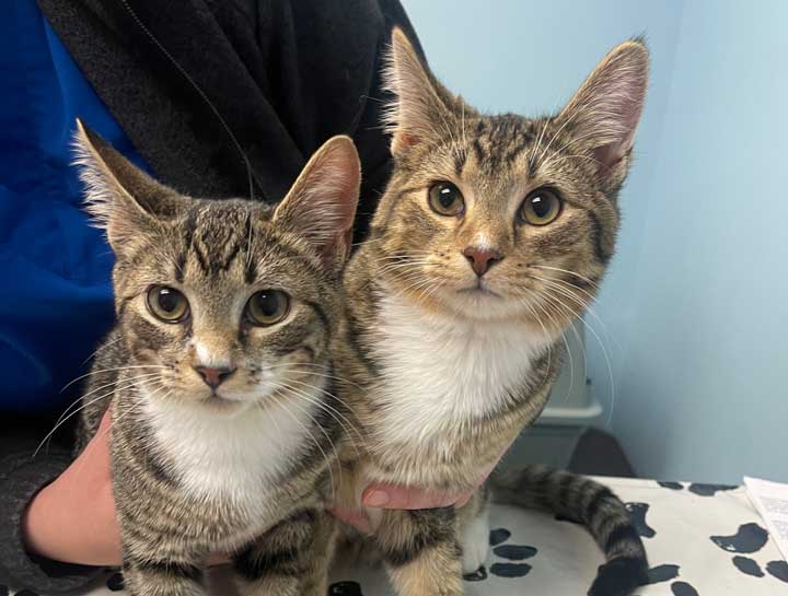 Preventive Care for Cats