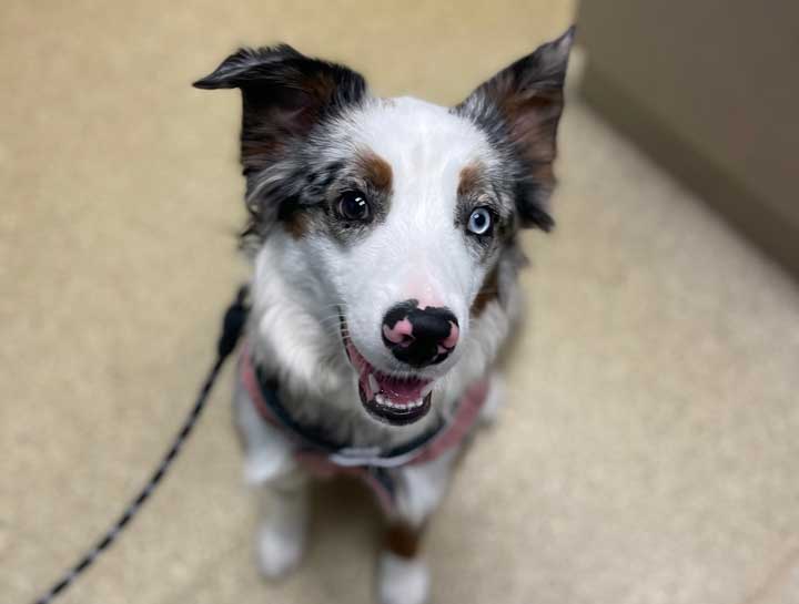 Preventive Care for Dogs